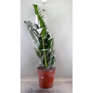 Zamioculcas zamiifolia