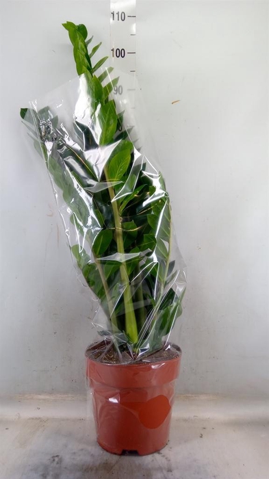 <h4>Zamioculcas zamiifolia</h4>
