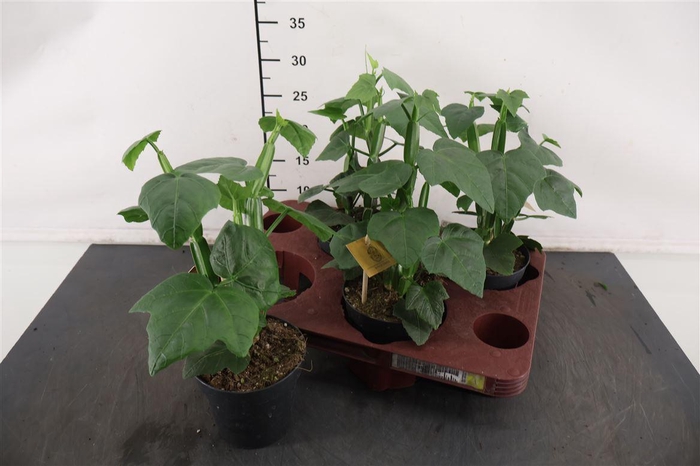 <h4>Cissus 12 Cm. P. Quadrangularis</h4>