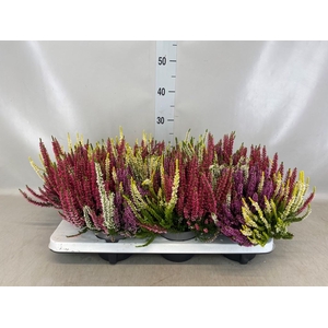 Calluna vulg. 'Beauty L Quattro'
