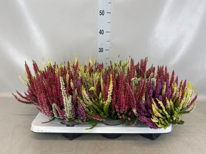 <h4>Calluna vulg. 'Beauty L Quattro'</h4>