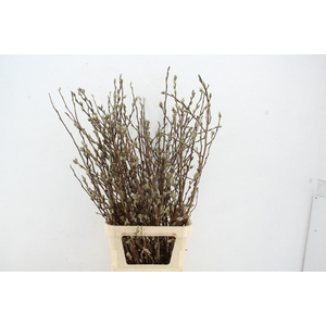 MAGNOLIA STER WIT PER STEM 120CM