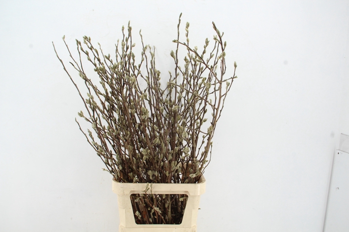 <h4>MAGNOLIA STER WIT PER STEM 120CM</h4>