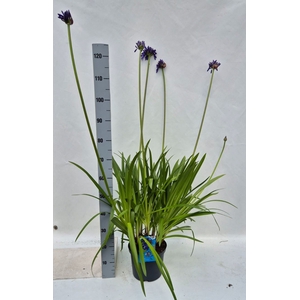 Agapanthus   ...