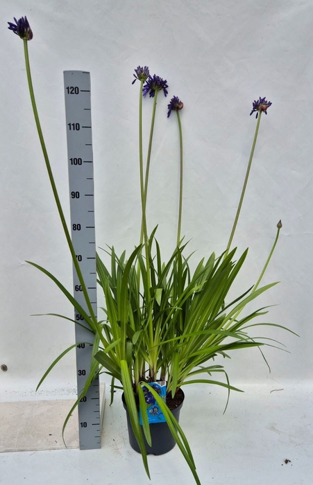 <h4>Agapanthus   ...</h4>
