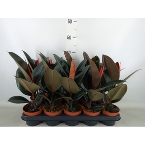 Ficus elastica 'Abidjan'
