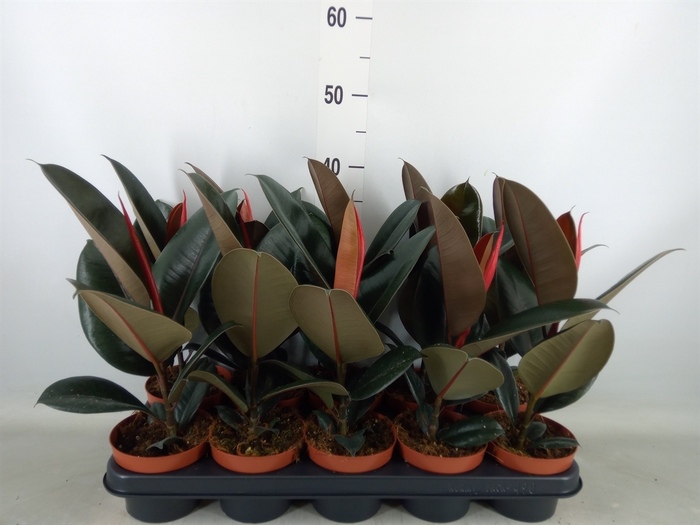 <h4>Ficus elastica 'Abidjan'</h4>
