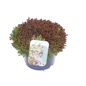 Sedum acre