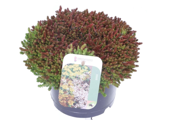 <h4>Sedum acre</h4>