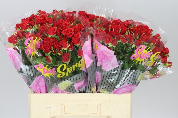 <h4>Rosa Tr Mirabel</h4>
