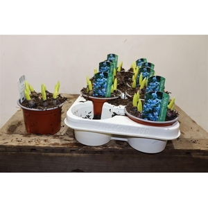 arr8 Scilla Siberica