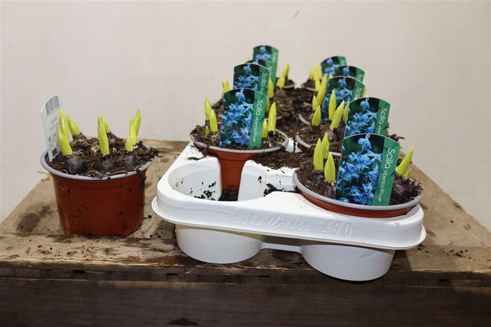 <h4>arr8 Scilla Siberica</h4>