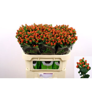 Hyp Tomato Flair Red 70 cm Marginpar