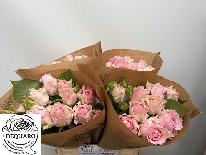<h4>R TR COUT SPI PEONIA</h4>