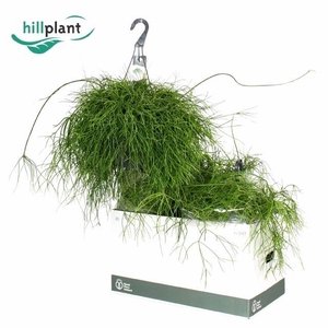 RHIPSALIS BA OASIS