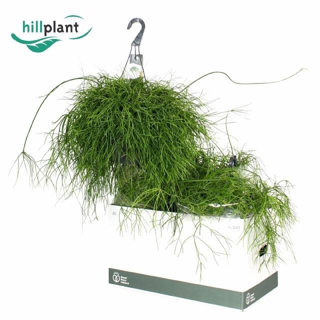 <h4>RHIPSALIS BA OASIS</h4>