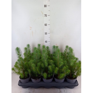 Pinus pinea 'Silver Crest'