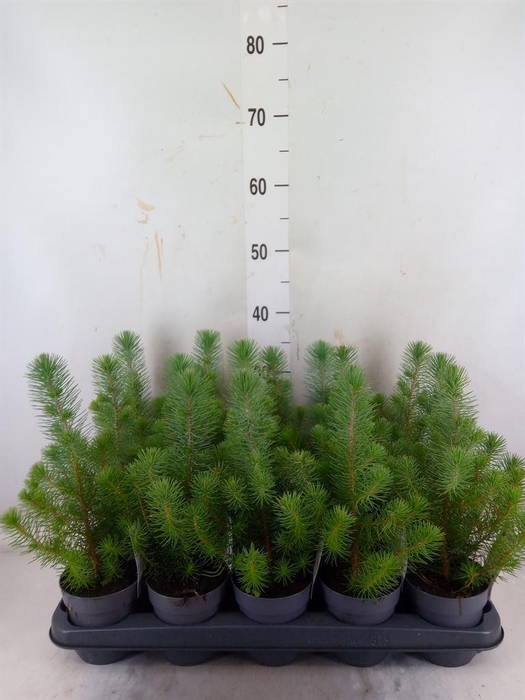 <h4>Pinus pinea 'Silver Crest'</h4>