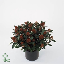 .Skimmia japonica rubella