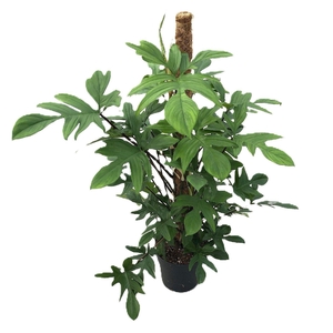 Philodendron pedatum