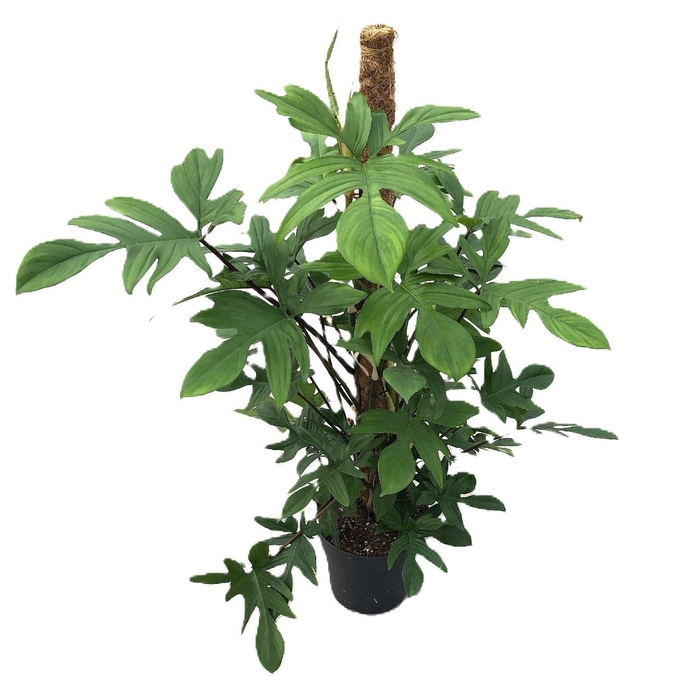 <h4>Philodendron pedatum</h4>