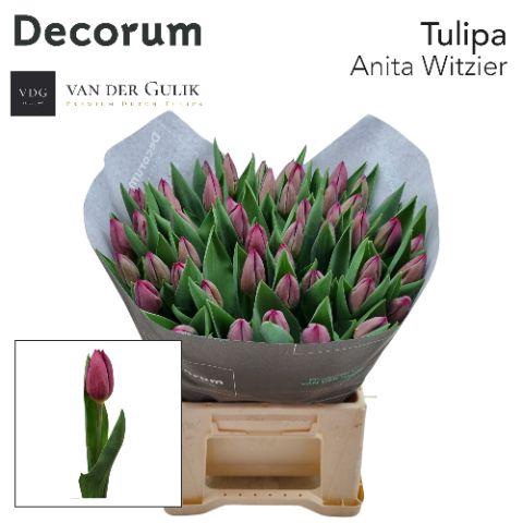 <h4>Tu En Anita Witzier 1x50 Klok 1</h4>