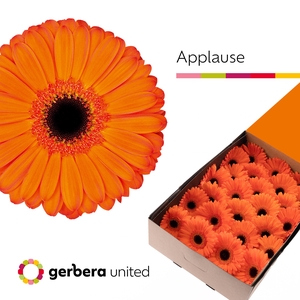 Gerbera Applause Doos