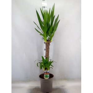 Yucca