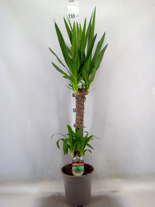 <h4>Yucca</h4>