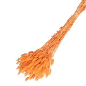 Droogbloem Lagurus 65cm 100g