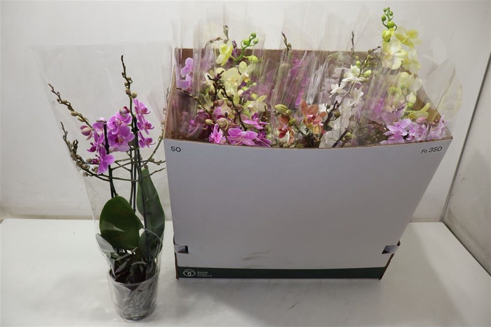 <h4>Phal Mf Gem 6 Kl</h4>