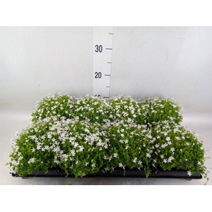 Isotoma axillaris 'Shooting Star'