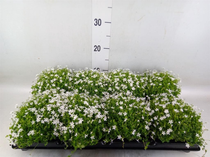 <h4>Isotoma axillaris 'Shooting Star'</h4>