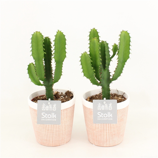<h4>Euphorbia Triangularis in Terracotta</h4>