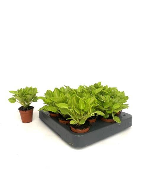 <h4>PEP PIXIE VARIEGATA</h4>