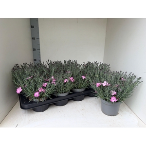 DIAN CARYOPHYLLUS