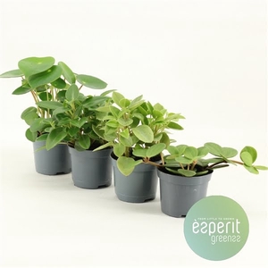 Peperomia Mix 2-4 srt