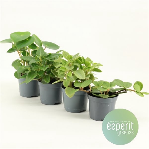 <h4>Peperomia Mix 2-4 srt</h4>