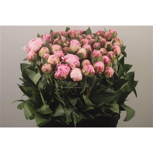 Paeo L Sarah Bernhard Pink Ex