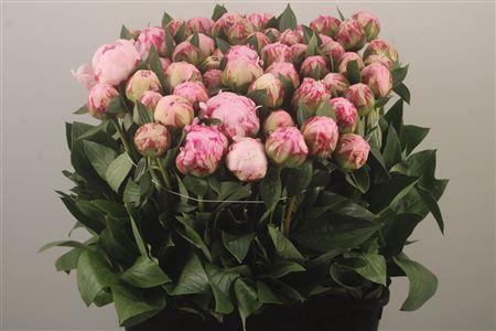 <h4>Paeo L Sarah Bernhard Pink Ex</h4>