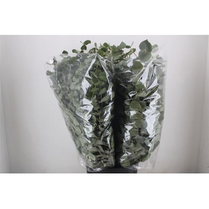 Euca Cinerea 200gr P Bunch
