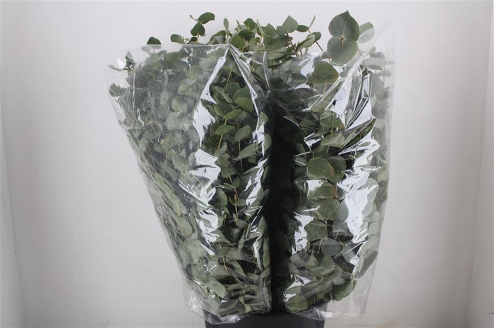 <h4>Euca Cinerea 200gr P Bunch</h4>