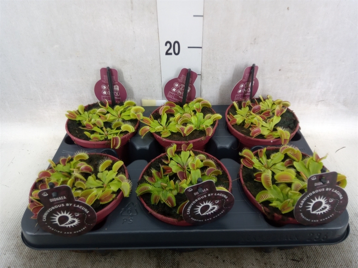 <h4>Dionaea muscipula</h4>