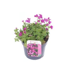 Arabis cauc. Little Treasure Roze