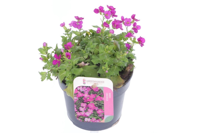 <h4>Arabis cauc. Little Treasure Roze</h4>