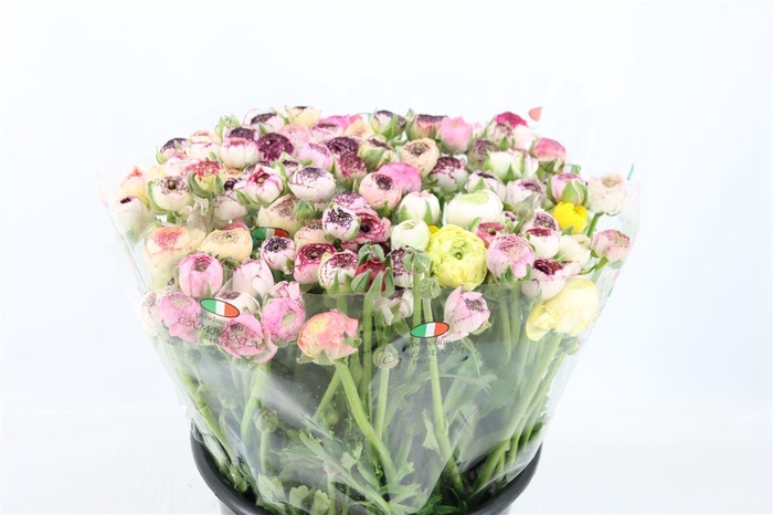 Ran Elegance Cappucino