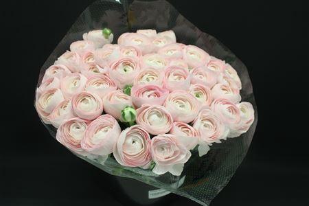 Cloni Super Hanoi Pink