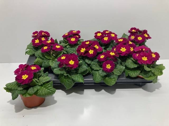 <h4>PRIMULA ACAULIS VIOLET</h4>