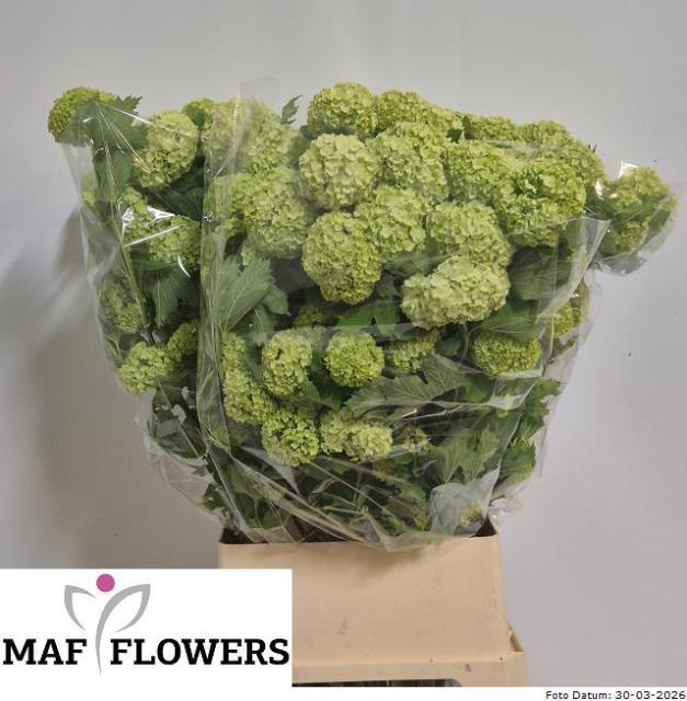 <h4>VIBURNUM ROSEUM ST</h4>