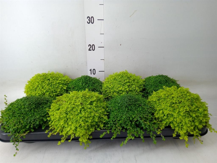 <h4>Soleirolia soleirolii   ...mix 2</h4>